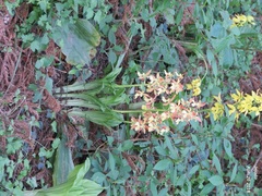 Calanthe discolor
