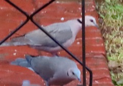 Streptopelia semitorquata