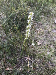 Prasophyllum spicatum