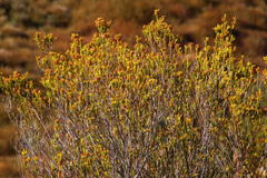 Erica parilis parilis
