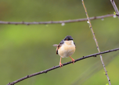 Prinia socialis