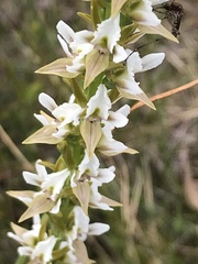 Prasophyllum spicatum