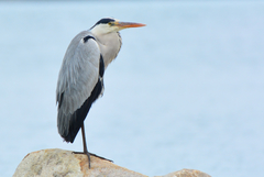 Ardea cinerea