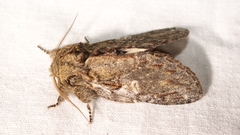 Peridea anceps