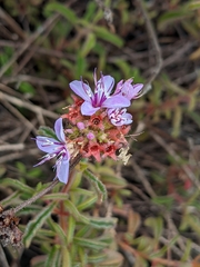 Ernestia confertiflora
