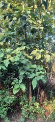 Tectona grandis
