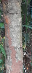 Tectona grandis