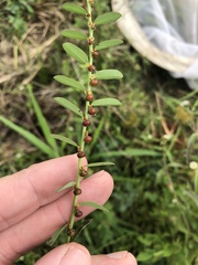 Phyllanthus evanescens