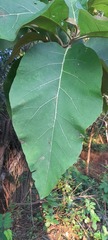 Tectona grandis