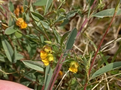 Hermannia lavandulifolia