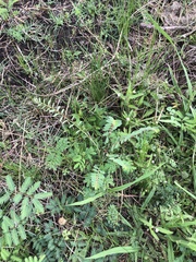 Phyllanthus evanescens