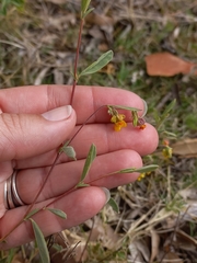Hermannia lavandulifolia
