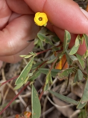 Hermannia lavandulifolia