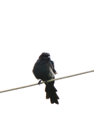 Dicrurus macrocercus