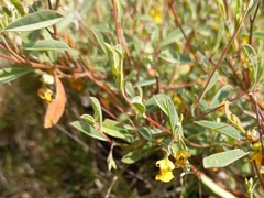 Hermannia lavandulifolia