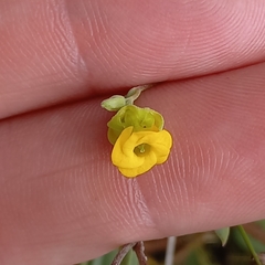 Hermannia lavandulifolia