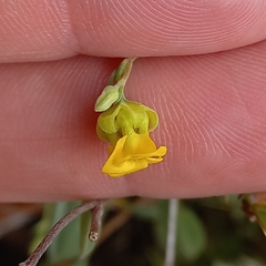 Hermannia lavandulifolia