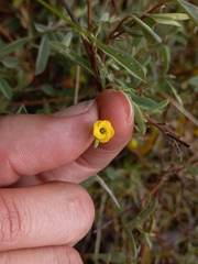 Hermannia lavandulifolia