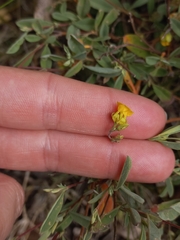 Hermannia lavandulifolia