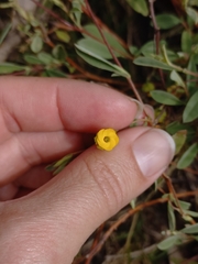 Hermannia lavandulifolia