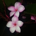 Mexican Plumeria - Photo (c) Cabanillas Lopez Jesus Miguel, some rights reserved (CC BY-SA), uploaded by Cabanillas Lopez Jesus Miguel