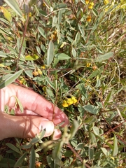 Hermannia lavandulifolia