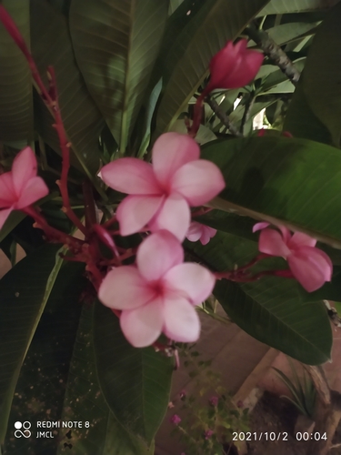 Plumeria rubra