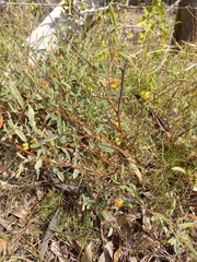 Hermannia lavandulifolia