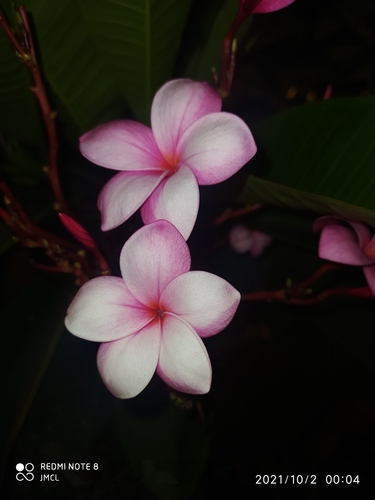 Plumeria rubra