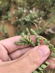 Phyllanthus abnormis