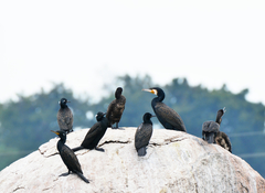 Phalacrocorax carbo