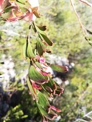 Adenanthos ellipticus