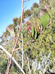Adenanthos ellipticus