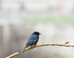 Dicrurus macrocercus