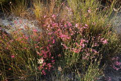 Erica daphniflora daphniflora