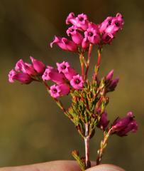 Erica daphniflora daphniflora