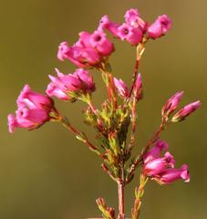 Erica daphniflora daphniflora