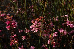 Erica daphniflora daphniflora