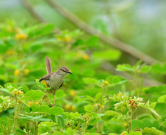 Prinia inornata