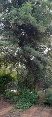 Azadirachta indica