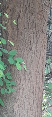 Azadirachta indica