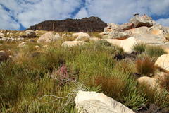 Erica bergiana bergiana
