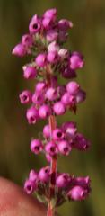 Erica bergiana bergiana
