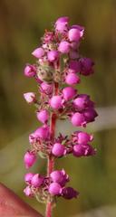 Erica bergiana bergiana