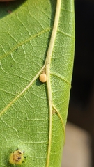 Zopheroteras hubbardi