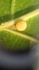 Zopheroteras hubbardi