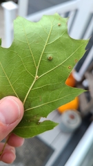 Zopheroteras hubbardi