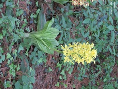 Calanthe sieboldii