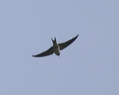 Himalayan Swiftlet photo 4