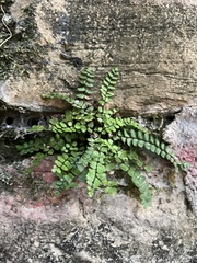 Asplenium trichomanes